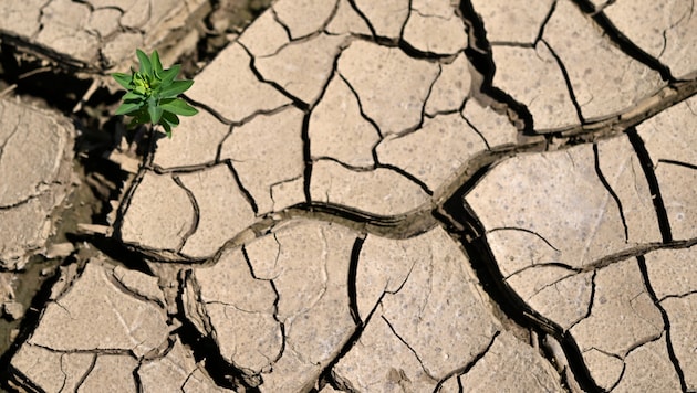 Besonders die Landwirtschaft wird von Klimaschäden getroffen.