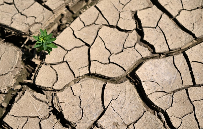 Infolge des Klimawandels werden Hitzewellen häufiger und auch länger.