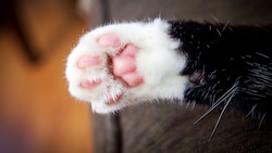 Die Richterin war entsetzt: „Es waren ohne Zweifel die schrecklichsten Verbrechen gegen Tiere, ...