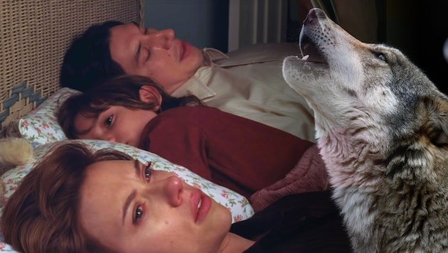 Eine Film-Szene mit Scarlett Johansson und Adam Driver lässt Wölfe flüchten.