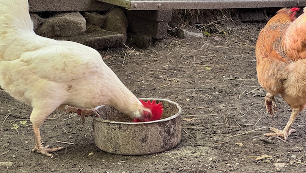 Ein Hühnerstall war Ziel von drei entlaufenen Hunden (Symbolbild).
