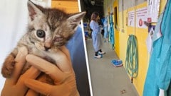 Jung und noch dazu verletzt: Zwei Dinge, die den ohnehin gefährlichen Krankheitsvirus noch ...
