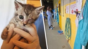 Jung und noch dazu verletzt: Zwei Dinge, die den ohnehin gefährlichen Krankheitsvirus noch ...