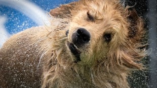 „Hundstage“ in Italien – da hilft nur Abkühlung. 