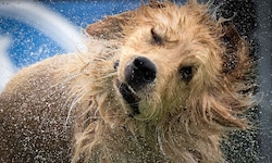„Hundstage“ in Italien – da hilft nur Abkühlung.