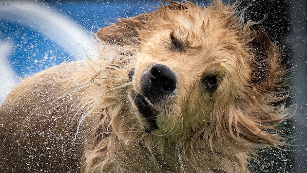 „Hundstage“ in Italien – da hilft nur Abkühlung.