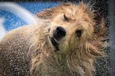 „Hundstage“ in Italien – da hilft nur Abkühlung. 