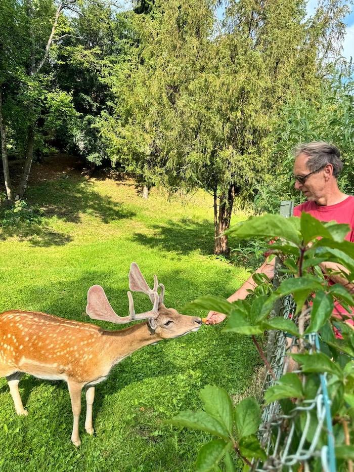 Der Damhirsch „Bruno“ ist handzahm und vielen Menschen an der Sattnitz ans Herz gewachsen.