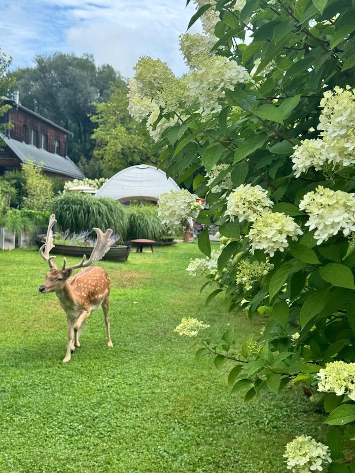 Immer wieder besucht „Bruno“ den Garten von Dorothea Thuile.