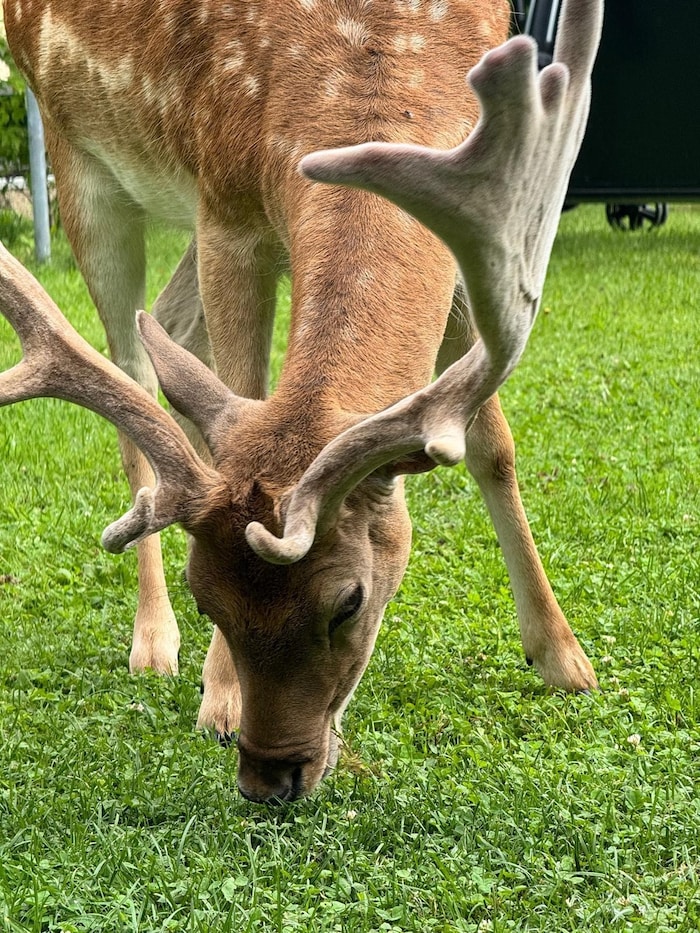 Der freche Hirsch ist einem Wildgatter in Maiernigg bei Klagenfurt entlaufen.