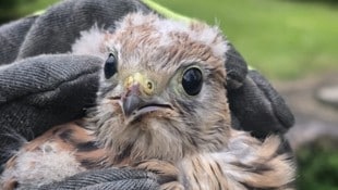 Tierischer Einsatz in Leoben.