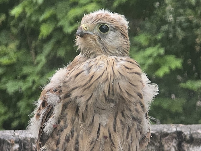Ein Tierarzt kümmert sich nun um den jungen Raubvogel.
