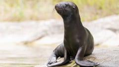 Ein Robbenbaby ist auf Entdeckungstour gegangen. (Symbolbild)