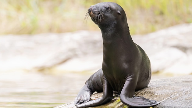 Ein Robbenbaby ist auf Entdeckungstour gegangen. (Symbolbild)