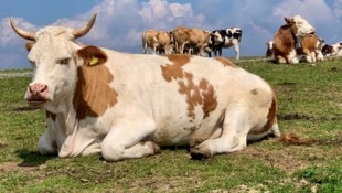 Rinder können sich bei Rotwild mit TBC anstecken. 