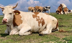 Rinder im Fokus: Die heimische Branche ist besorgt über die Übernahmeaktivitäten eines Giganten ...