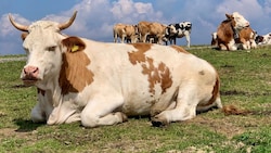 Rinder im Fokus: Die heimische Branche ist besorgt über die Übernahmeaktivitäten eines Giganten ...