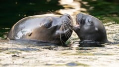 Der Tiergarten Schönbrunn freut sich über Nachwuchs bei den Robben.