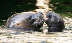 Der Tiergarten Schönbrunn freut sich über Nachwuchs bei den Robben.