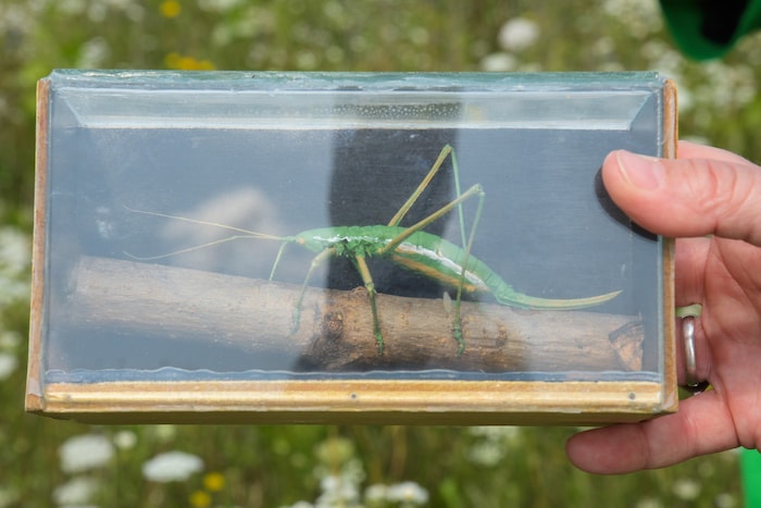 Die Sägeschrecke wird bis zu 12 Zentimeter lang und kann weder fliegen noch springen. Mithilfe ...