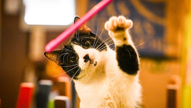 Am 8. August ist der internationale Katzentag.