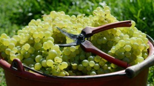 In einzelnen Weinrieder werden Trauben schon geerntet. 
