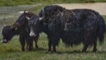 Yaks haben ein langes Zottelfell – leicht zu unterscheiden von heimischen Rindern.