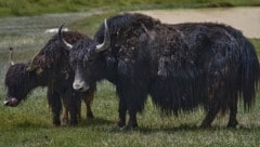 Yaks haben ein langes Zottelfell – leicht zu unterscheiden von heimischen Rindern.