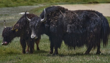Yaks haben ein langes Zottelfell – leicht zu unterscheiden von heimischen Rindern.