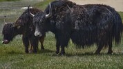 Yaks sind stattliche Tiere und flößen Respekt ein (Symbolbild).  
