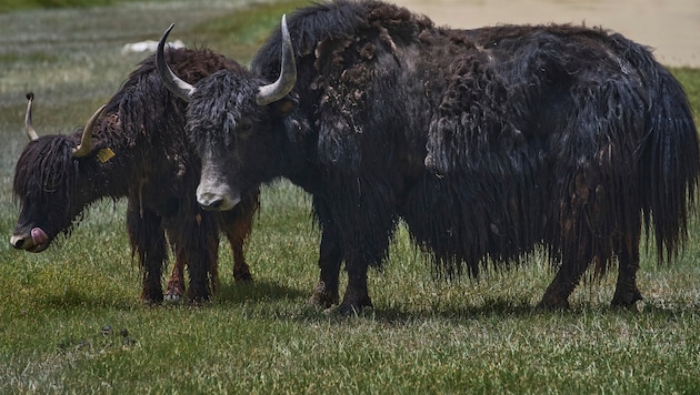 Yaks haben ein langes Zottelfell – leicht zu unterscheiden von heimischen Rindern.