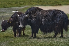 Yaks haben ein langes Zottelfell – leicht zu unterscheiden von heimischen Rindern.