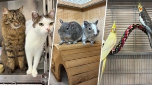 Im Tierheim warten zahlreiche Schützlinge, die noch auf Platzsuche sind.