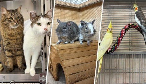 Im Tierheim warten zahlreiche Schützlinge, die noch auf Platzsuche sind.