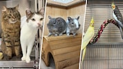 Im Tierheim warten zahlreiche Schützlinge, die noch auf Platzsuche sind.