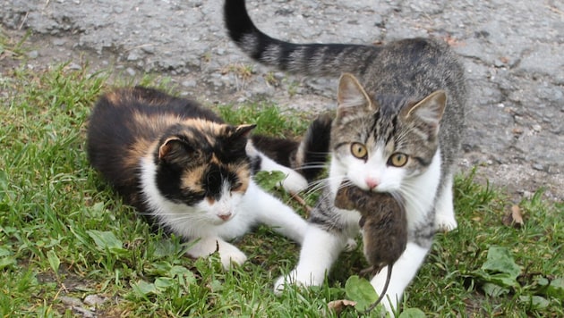 Immer wieder wurden Katzen angeschossen. (Symbolbild)