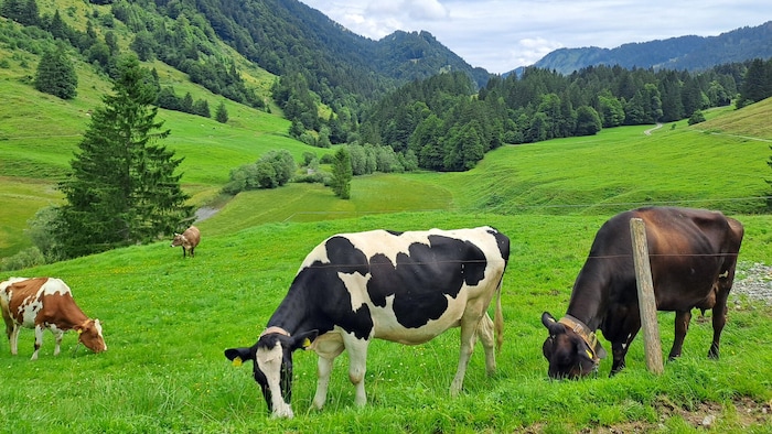Grasfressende Vierbeiner