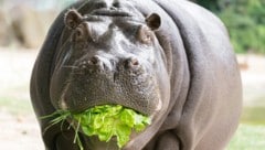 Die mächtigen zwei Flusspferde in Schönbrunn fressen vorwiegend Heu, aber auch Karotten, Salat ...