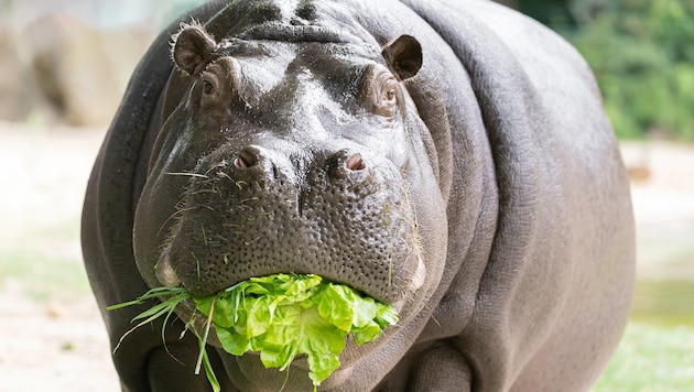 Die mächtigen zwei Flusspferde in Schönbrunn fressen vorwiegend Heu, aber auch Karotten, Salat ...