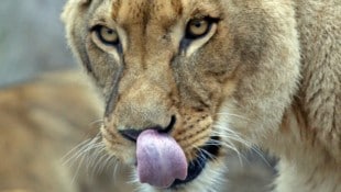 Die Raubkatzen ernähren sich hauptsächlich von Rindfleisch mit Knochen – 23 Kilo pro Tag.