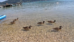 Auf Enten hatte es ein junger Mann am Attersee abgesehen.