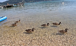 Auf Enten hatte es ein junger Mann am Attersee abgesehen.