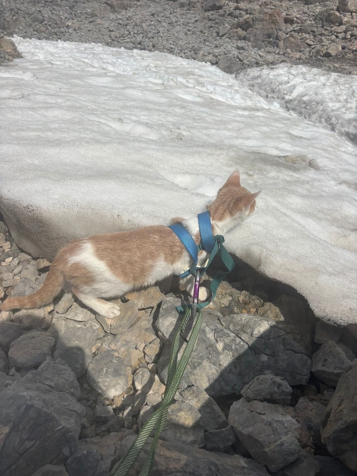Beim Abstieg war die Katze „ein vielbeachteter Star“.