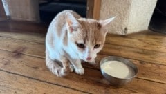 Kater „Gino“ schaffte es von Dienten aus zum knapp 3000 Meter hohen Matrashaus.