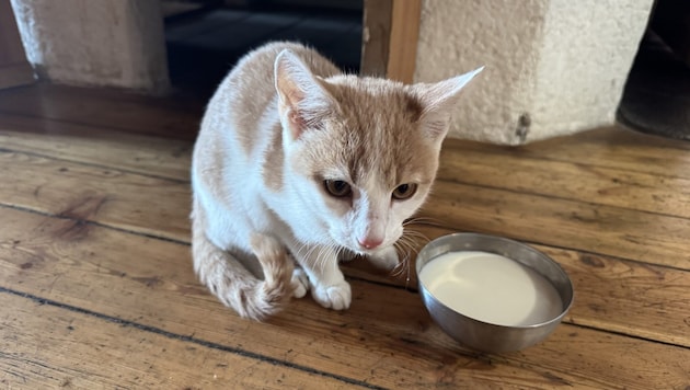 Kater „Gino“ schaffte es von Dienten aus zum knapp 3000 Meter hohen Matrashaus.