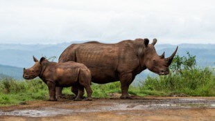 Im Jahr 2024 wurden in Afrika 22.540 Nashörner gezählt.