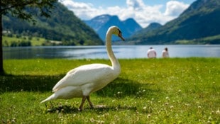 Der Vorfall passierte am Attersee. (Symbolbild)