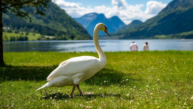 Der Vorfall passierte am Attersee. (Symbolbild)