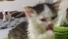 Auch in Krems wurde Parvovirose bei sechs Babykatzen nachgewiesen. Mit dem Dechanthof hänge der ...