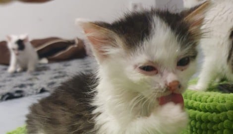 Auch in Krems wurde Parvovirose bei sechs Babykatzen nachgewiesen. Mit dem Dechanthof hänge der ...